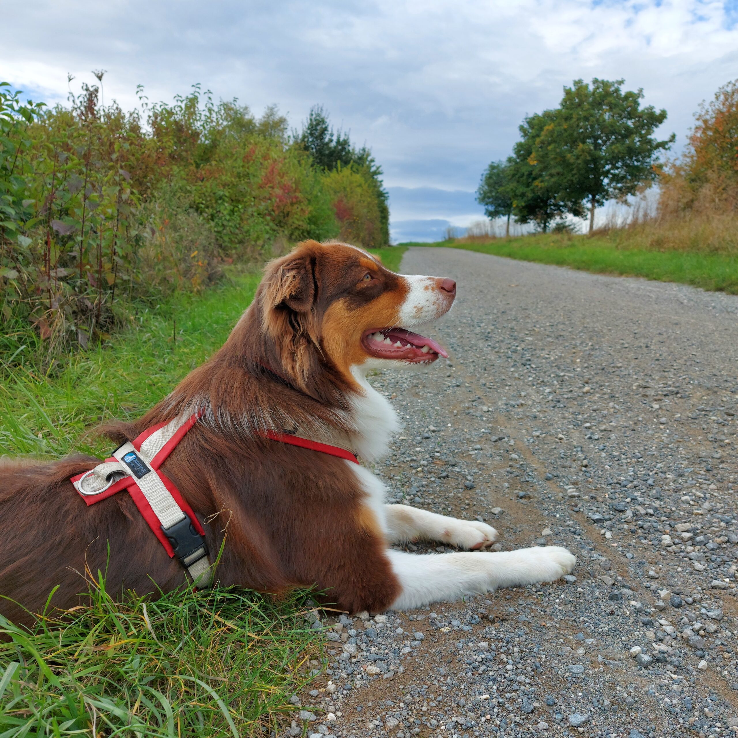 Suki am Feldrand