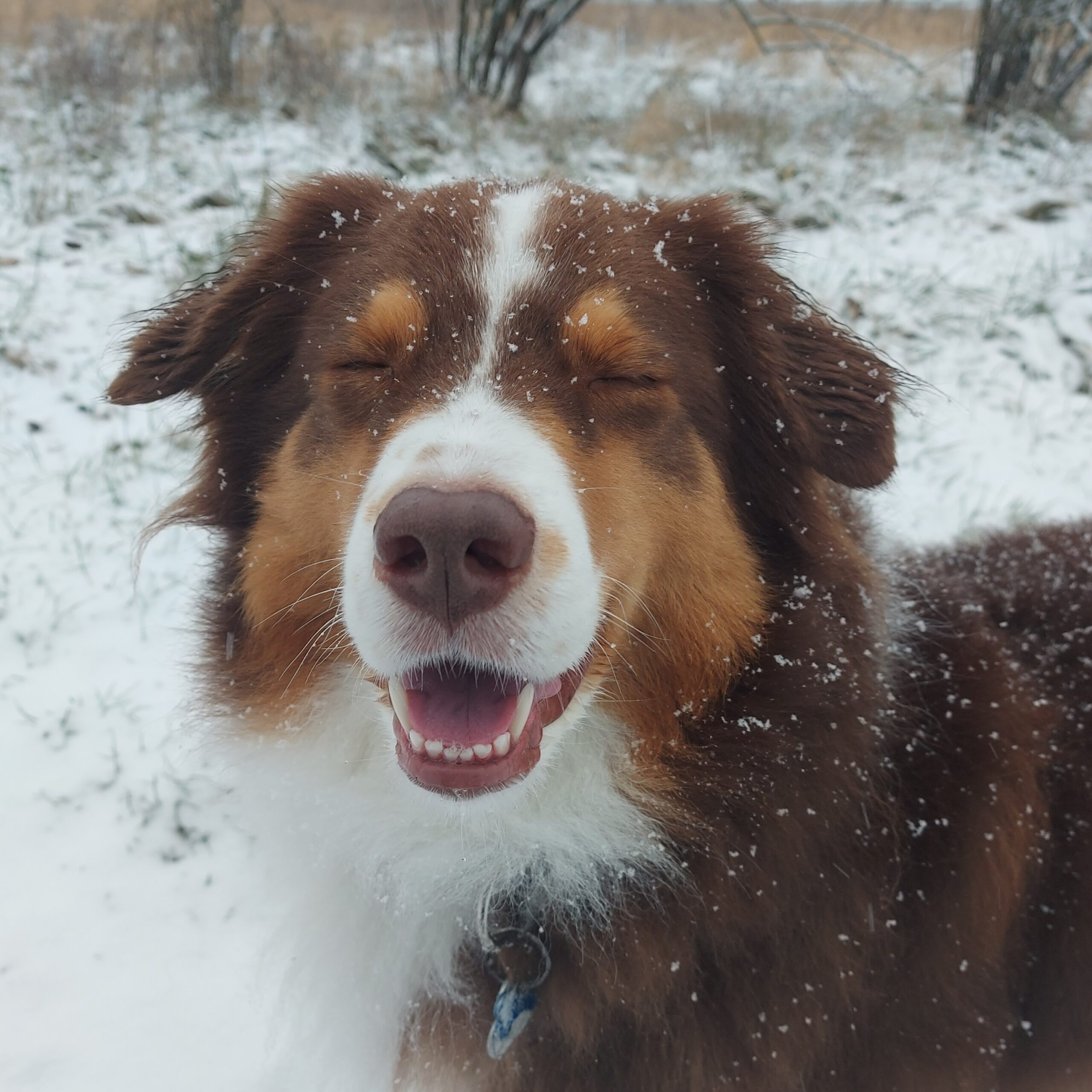 Suki im Schnee '25