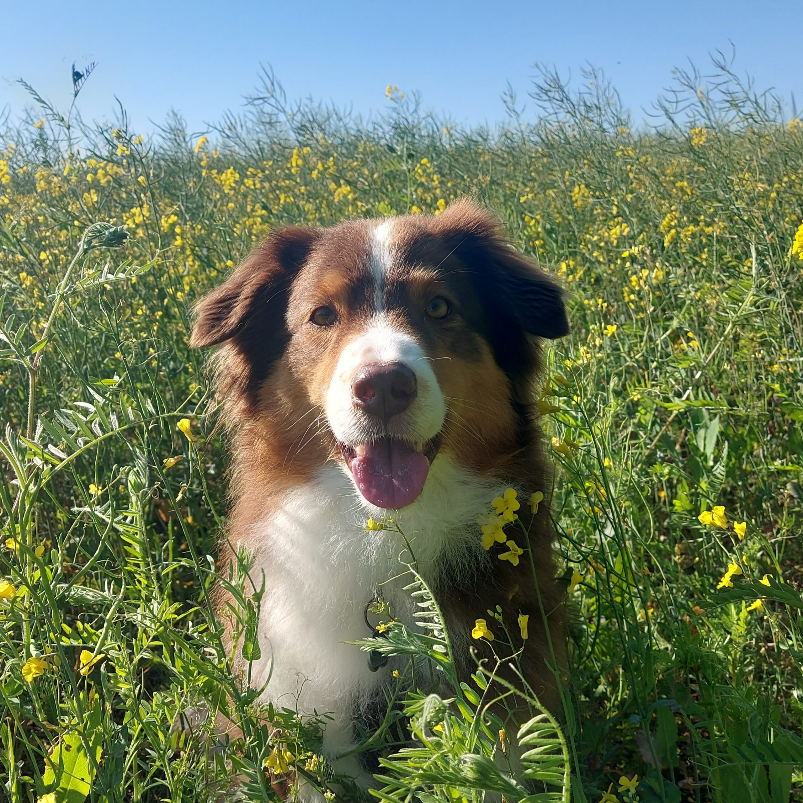 Suki im Feld